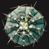 Gymnocalycium_stellatum